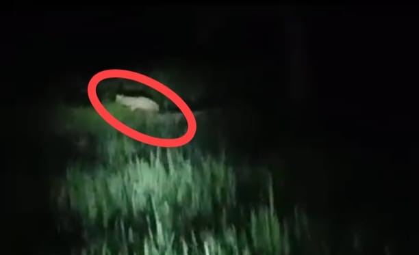 Bareilly News : तीन गांवों में तेंदुए की दहशत... रात भर वन विभाग ने छानी खाक पर नहीं लगा सुराग