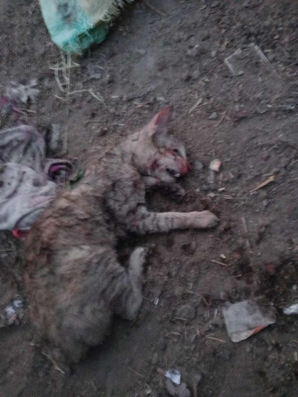 Bareilly News: बिल्ली ने कबूतर खाया तो ईंट से कुचलकर मार डाला, मेनका गांधी के कहने पर रिपोर्ट दर्ज 