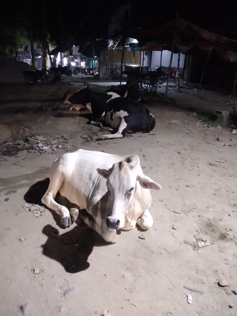 Bareilly News:  जानलेवा बने गोवंश, सांड़ से बाइक टकराने पर कार मिस्त्री  और उनका बेटा घायल 