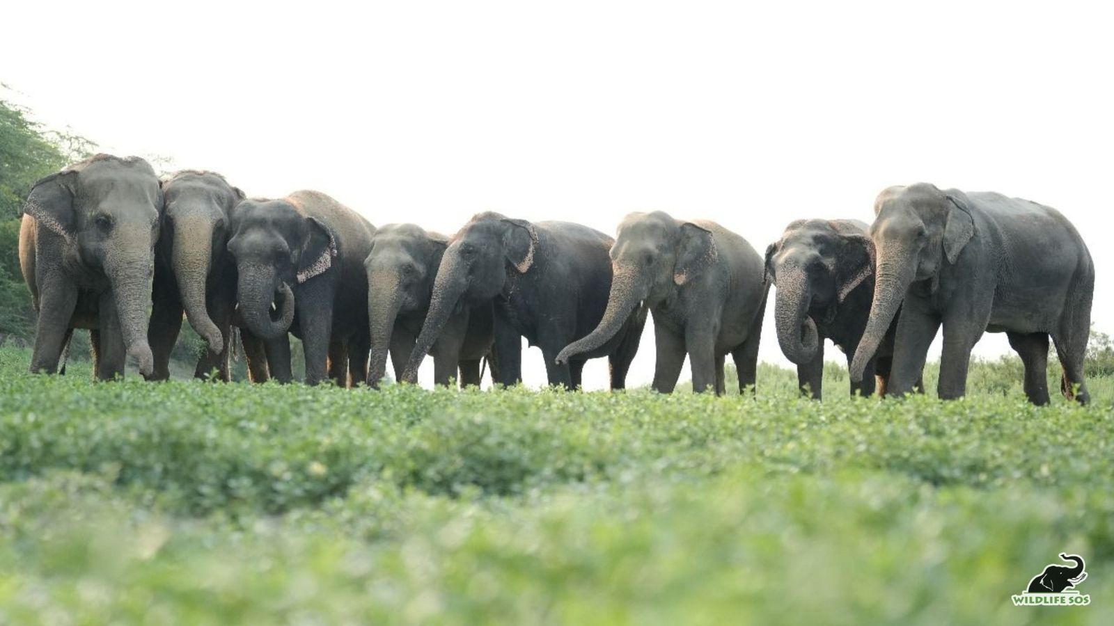 हाथी प्रशंसा दिवस: प्रकृति के सौम्य और अद्भुत जीव के सम्मान का जश्न