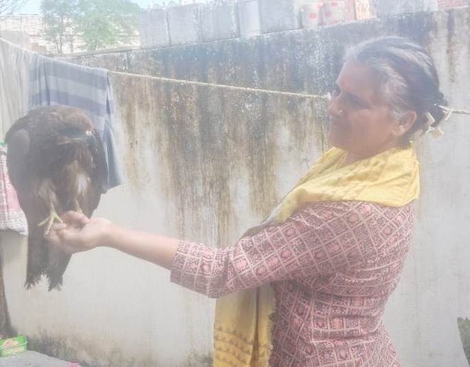 Bareilly News : स्कूल परिसर में गिरे  घायल बाज पक्षी को सुनीता ने इलाज कराकर दिया जीवन दान