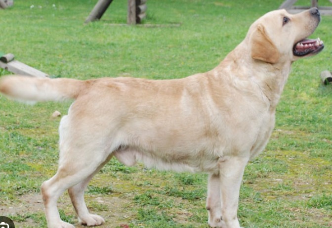 Bareilly News: युवक ने कुत्ते को पीट-पीटकर मार डाला, पशु प्रेमी ने दर्ज कराई एफआईआर