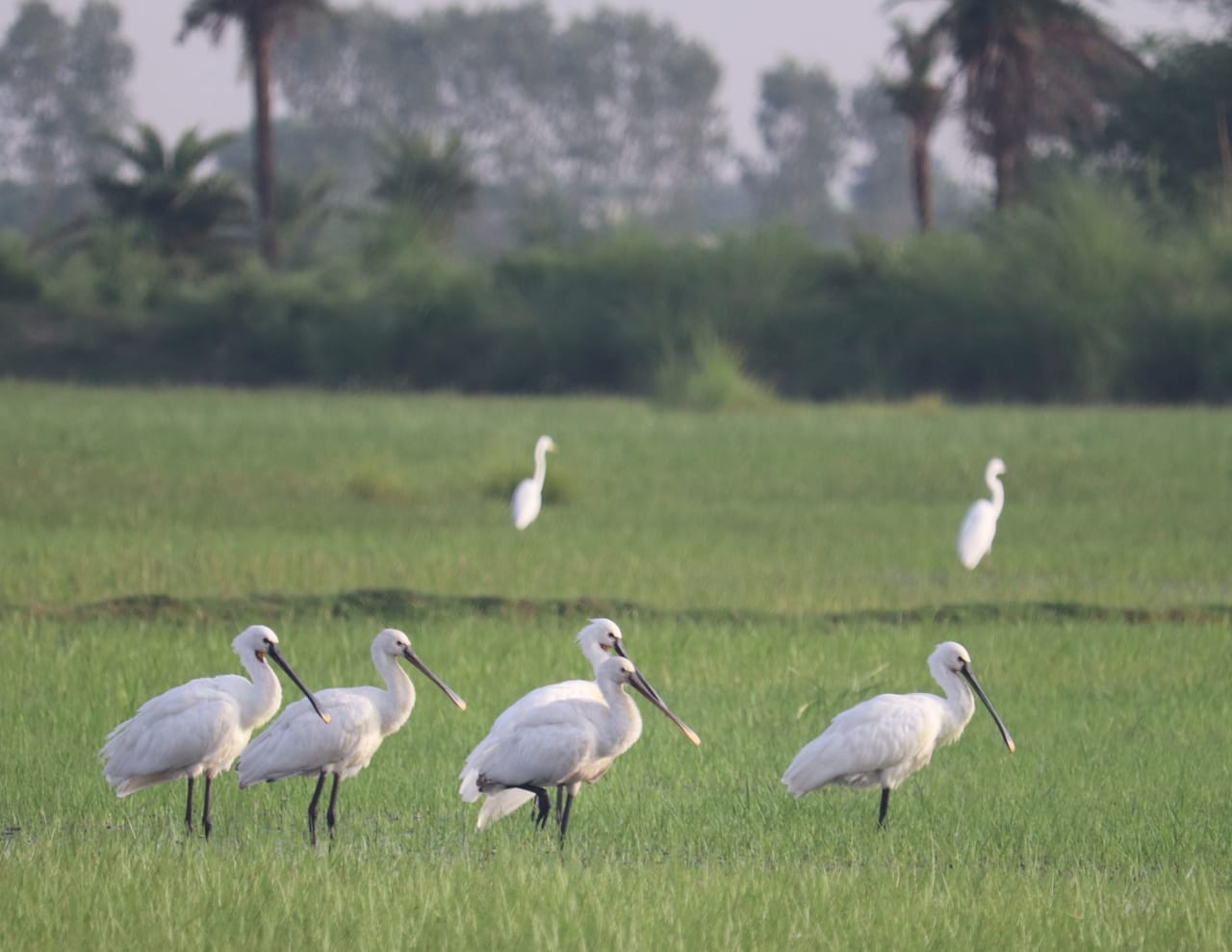 Mathura News- अलास्का-साइबेरिया से जोधपुर झाल पहुँचे हजारों प्रवासी पक्षी