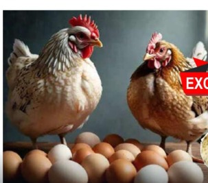 Bareilly News:  मौसम हुआ ठंडा तो महंगा हो गया अंडा