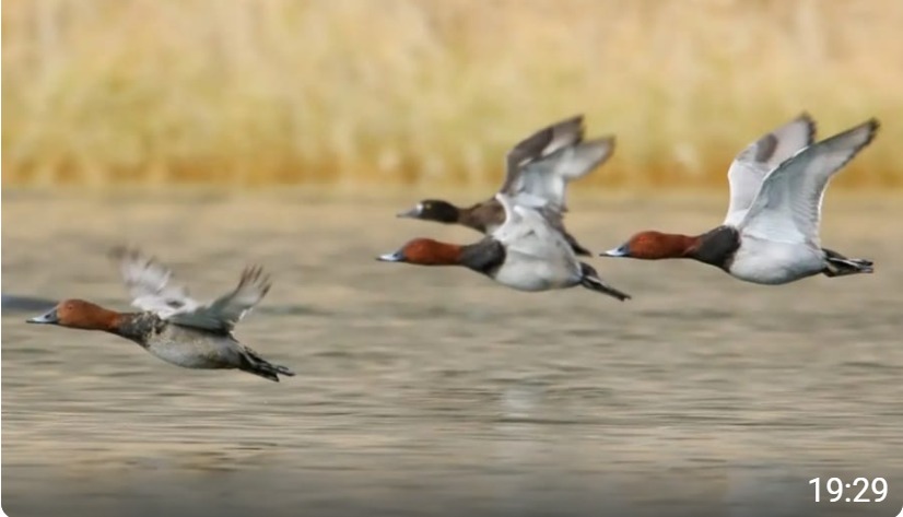 Mathura News: जोधपुर झाल पहुंचे प्रवासी पक्षी कॉमन पोचार्ड