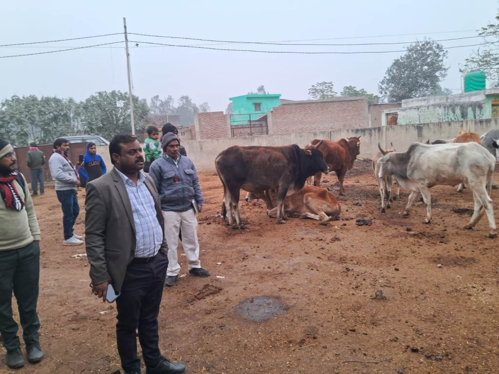 Bareilly news: नंदीशाला में 37 नंदी पंजीकृत, एक की मौत—एसडीएम ने लिया व्यवस्थाओं का जायजा