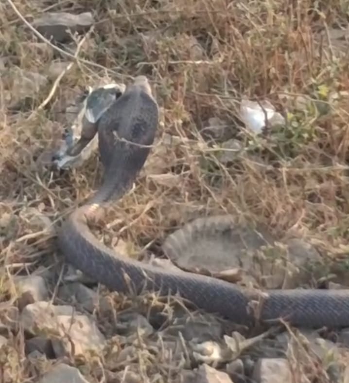 Bareilly News: बिलपुर रेलवे क्रॉसिंग पर दिखी नागिन तो मची भगदड़