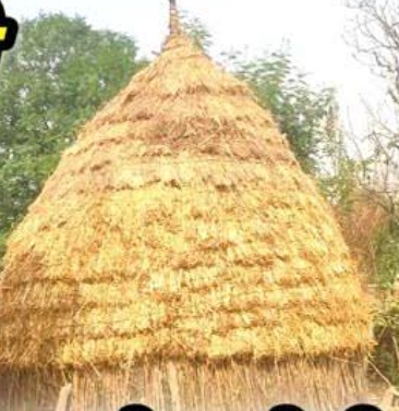 KASGANJ NEWS खेत में भूसे की बुर्जी ढहने से किसान की दर्दनाक मौत, परिवार में मचा कोहराम