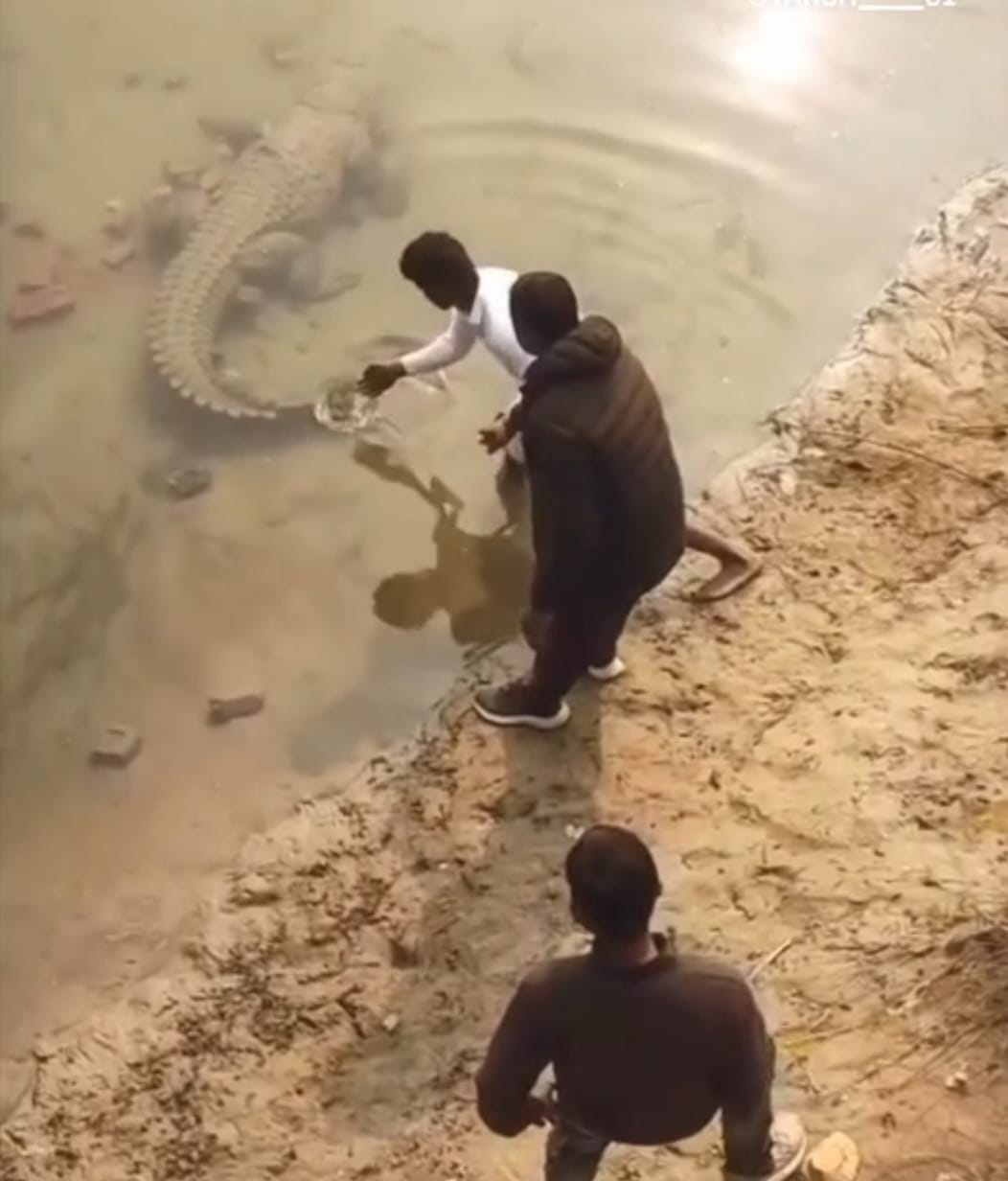 KASGANJ NEWS जान की बाज़ी लगाकर कासगंज के युवक ने  खेला खतरनाक खेला : नहर में उतरकर मगरमच्छ को बाहर खींचता दिखा, वीडियो हुआ वायरल