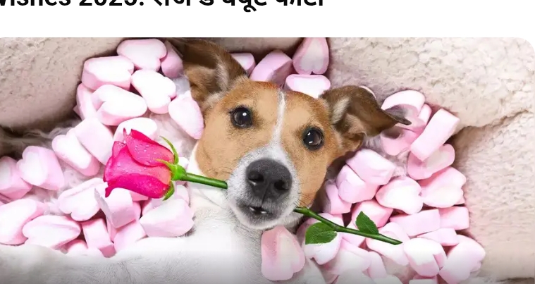 KASGANJ NEWS रोज डे से शुरू हुआ प्यार का हफ्ता, गुलाब ने कहा दिल की बात