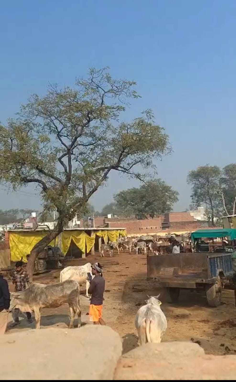 पशुधन मंत्री के इलाके की गोशाला में भूख से मर गईं चार गाएं, हंगामा 