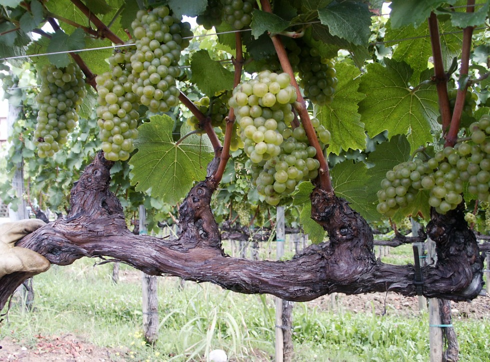 Bareilly News: अब बरेली में भी होगी अंगूर की खेती