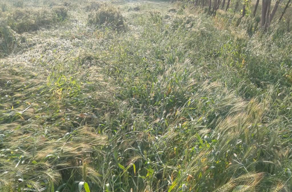 Bareilly News : बेमौसम बारिश और तेज हवाओं से मीरगंज में फसलों को भारी नुकसान, किसानों की बढ़ी चिंता