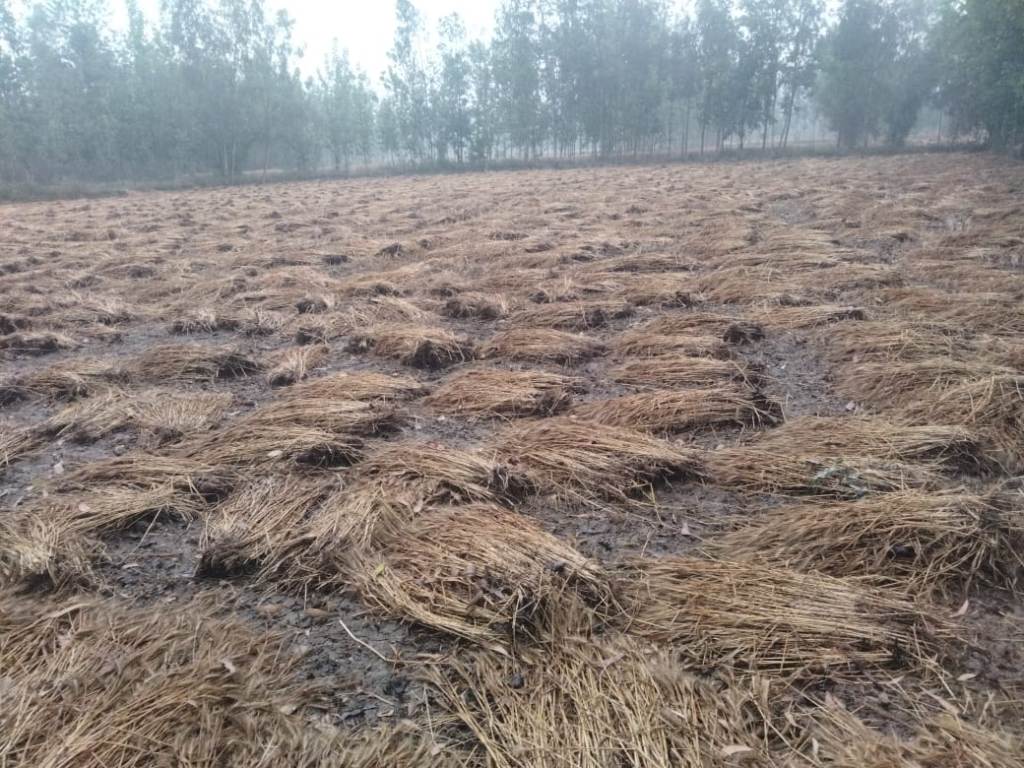 Bareilly News : बारिश से भीगी गेहूं की फसल, मीरगंज क्षेत्र के किसानों को भारी नुकसान की आशंका