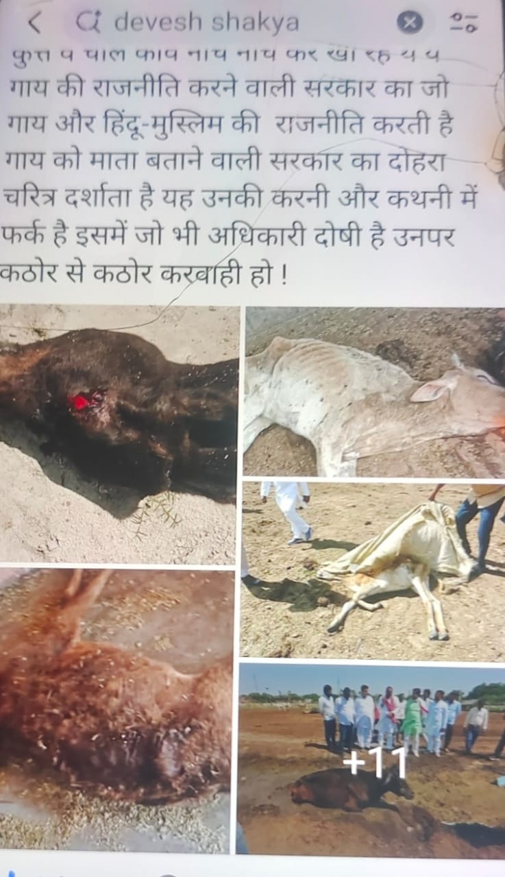 KASGANJ NEWS कासगंज-एटा में गोशाला को लेकर विरोधाभास: सांसद बोले 6 गोवंशों की मौत, सचिव ने किया खंडन, स्वंय देखो सचिव की करतूत का तस्वीरें कर रही बयां