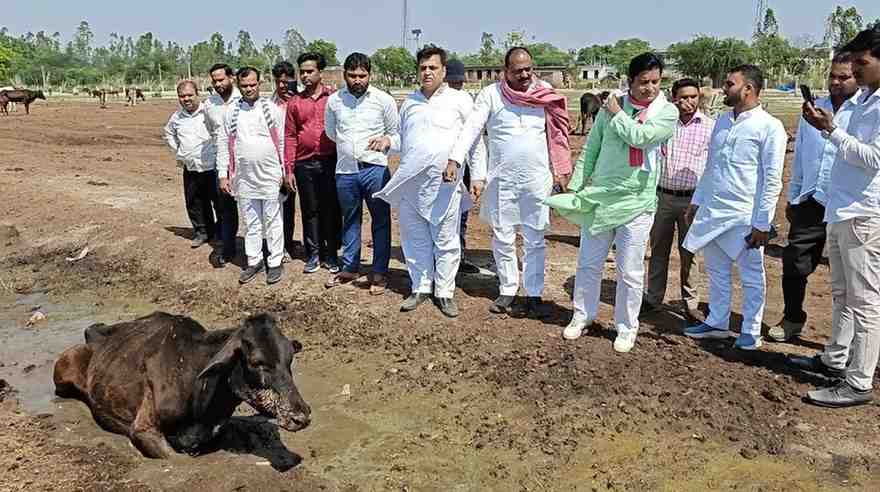 KASGANJ:कौए नोच रहे थे आंखें, भूख से तड़प रहीं थी गायें! सपा सांसद के निरीक्षण में गौ-संरक्षण के दावों की खुली पोल, सचिव पर गिरी गाज