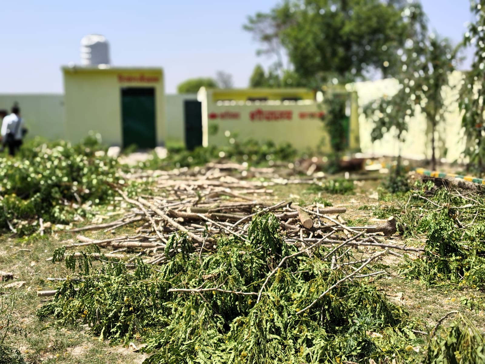 KASGANJ NEWS नगरिया के पीएम श्री स्कूल में हरे पेड़ों की कटाई का मामला, बिना अनुमति कार्रवाई पर उठे सवाल