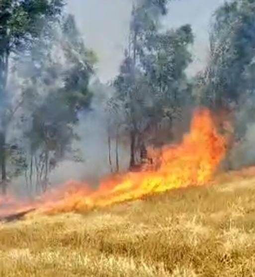 Bareilly News : मीरगंज के मनकरा जंगल में भीषण आग, सैकड़ों एकड़ पराली-भूसा और पेड़ जलकर राख