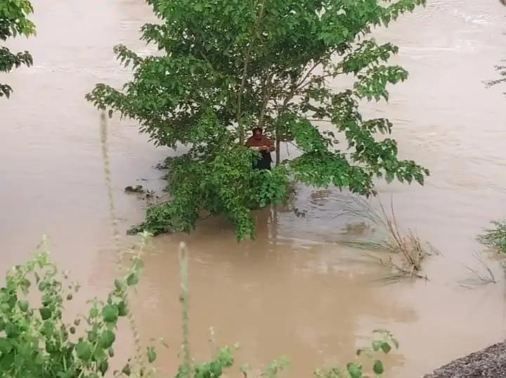 भाखड़ा नदी में गिरा बुजुर्ग, पेड़ की डालियों में फंसकर बची जान